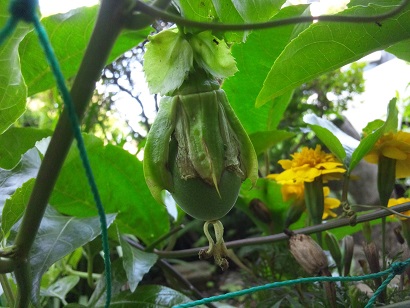 ���N���͎O���̓��I