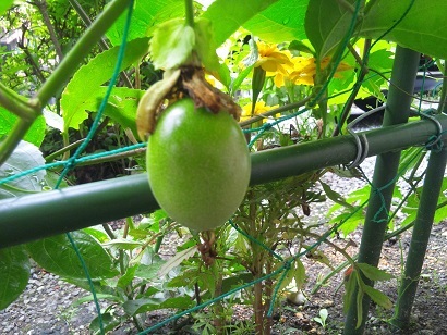 ���N���͎O���̓��I