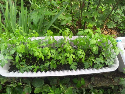 ���N���͎O���̓��I