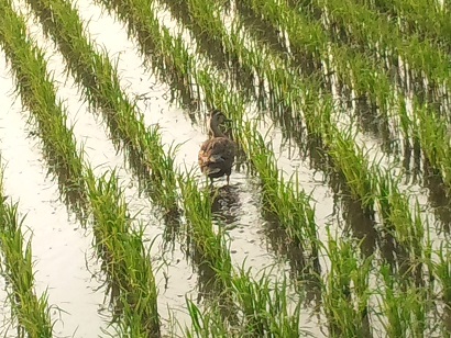 ���N���͎O���̓��I