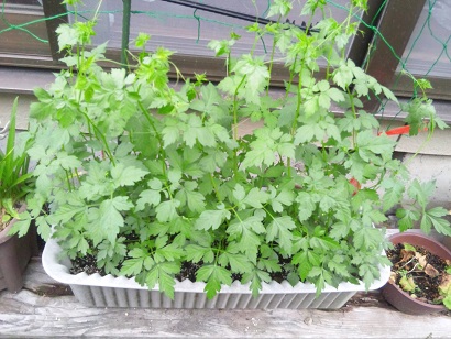 ���N���͎O���̓��I