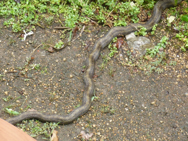 ���N���͎O���̓��I