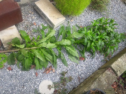 ���N���͎O���̓��I