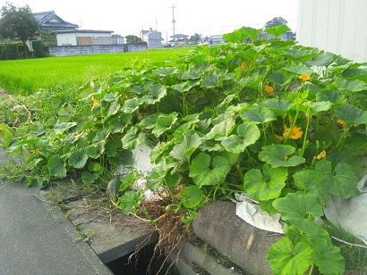 ���N���͎O���̓��I