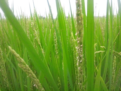 ���N���͎O���̓��I