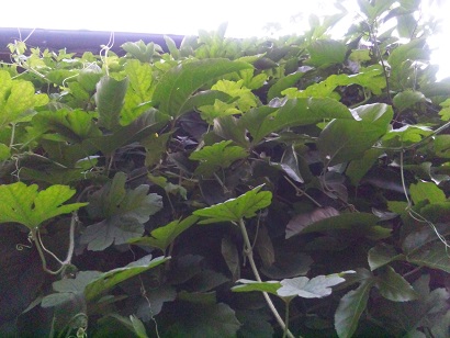 ���N���͎O���̓��I