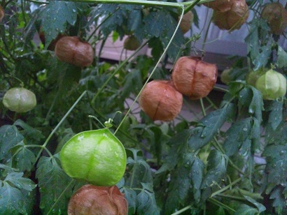 ���N���͎O���̓��I