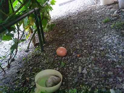 ���N���͎O���̓��I