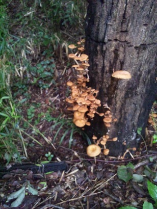 ���N���͎O���̓��I