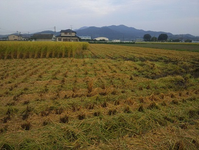 ���N���͎O���̓��I