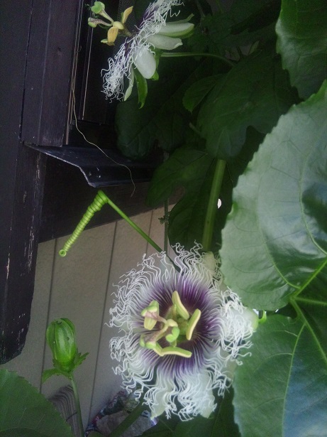 ���N���͎O���̓��I