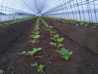 ���N���͎O���̓��I