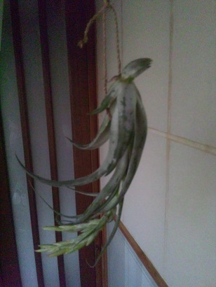 ���N���͎O���̓��I