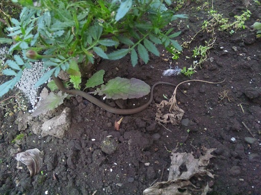 ���N���͎O���̓��I