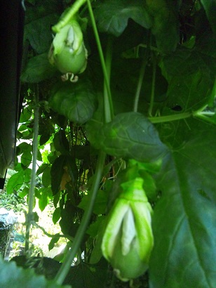 ���N���͎O���̓��I