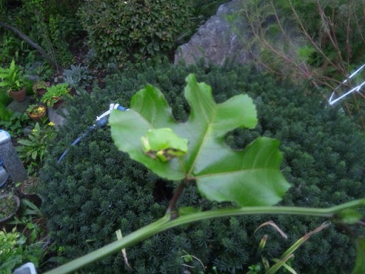 ���N���͎O���̓��I