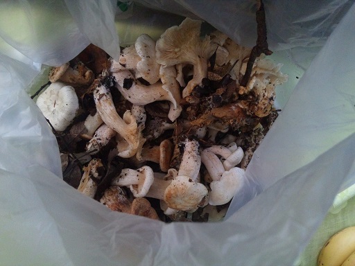 ���N���͎O���̓��I