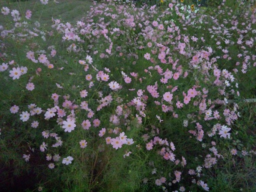 ���N���͎O���̓��I