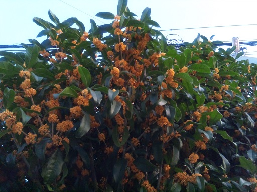 ���N���͎O���̓��I