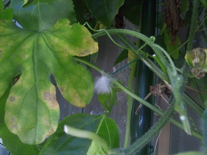 ���N���͎O���̓��I