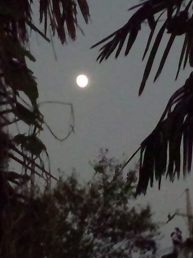 ���N���͎O���̓��I