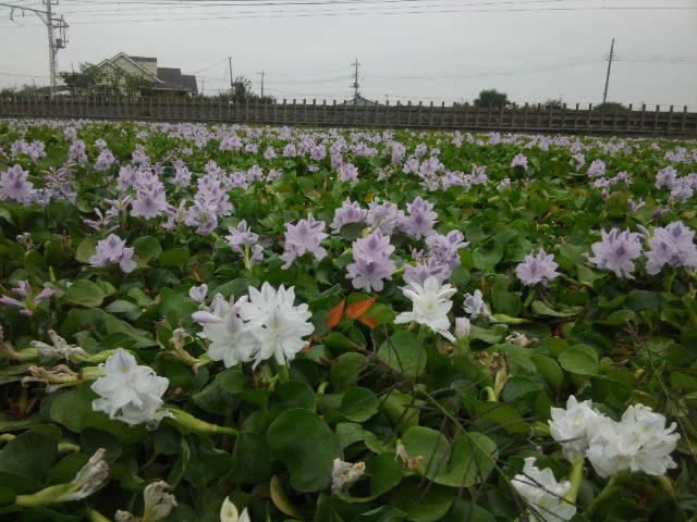 ���N���͎O���̓��I