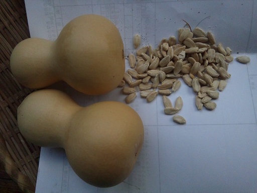 ���N���͎O���̓��I