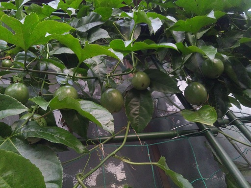 ���N���͎O���̓��I