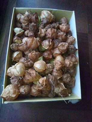 ���N���͎O���̓��I