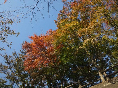 ���N���͎O���̓��I