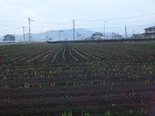 ���N���͎O���̓��I