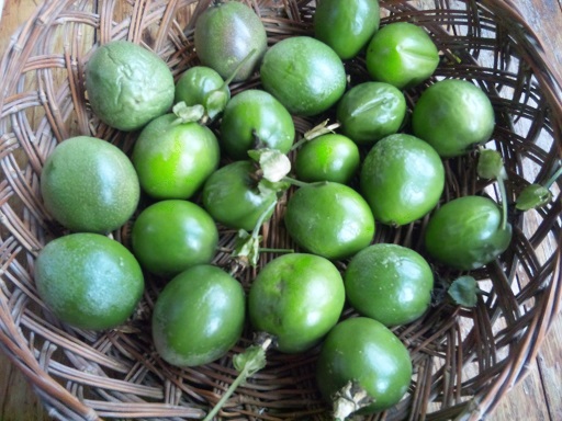 ���N���͎O���̓��I