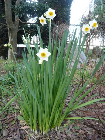 ���N���͎O���̓��I