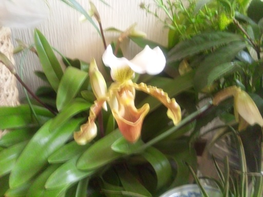 ���N���͎O���̓��I