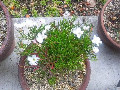 ���N���͎O���̓��I