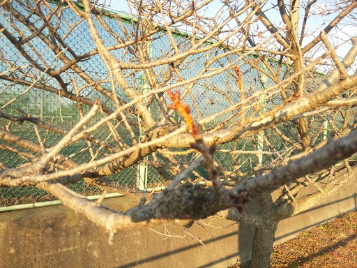 ���N���͎O���̓��I