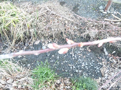 ���N���͎O���̓��I