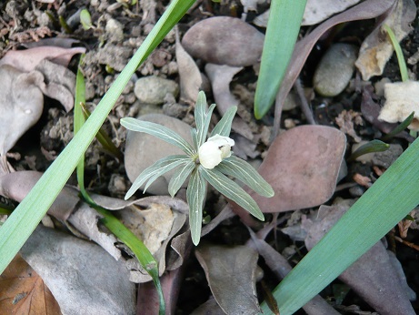 ���N���͎O���̓��I