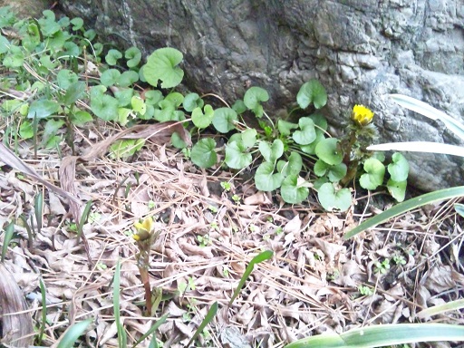 ���N���͎O���̓��I