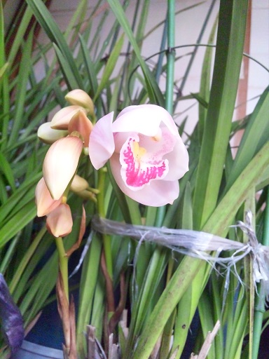 ���N���͎O���̓��I