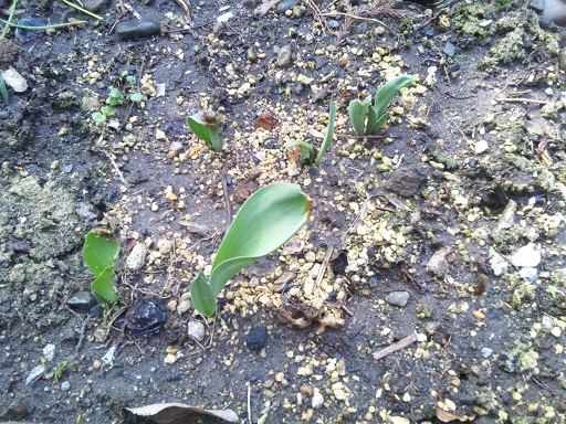 ���N���͎O���̓��I