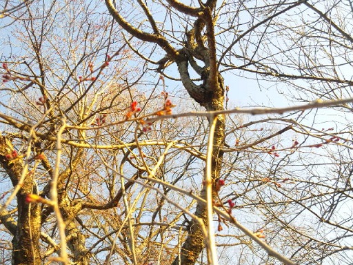 ���N���͎O���̓��I