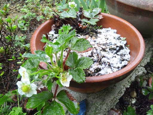 ���N���͎O���̓��I