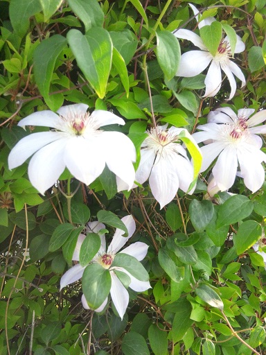 ���N���͎O���̓��I