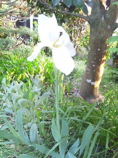 ���N���͎O���̓��I