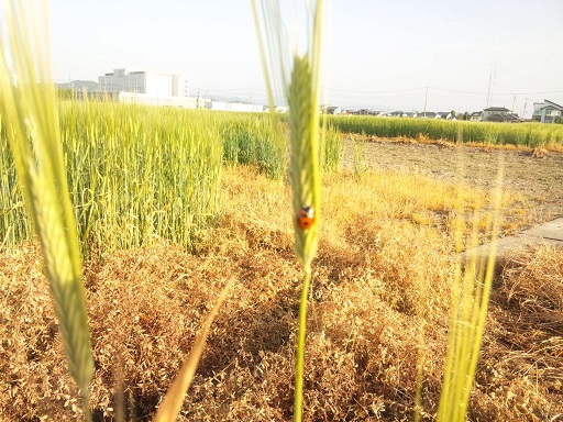 ���N���͎O���̓��I