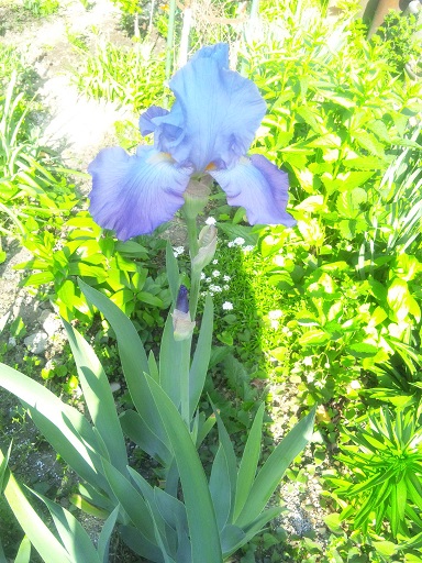 ���N���͎O���̓��I