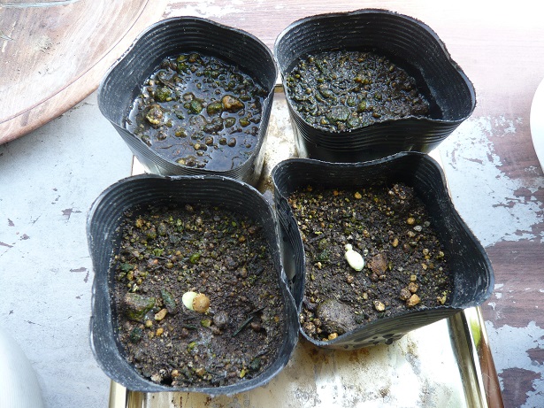 ���N���͎O���̓��I