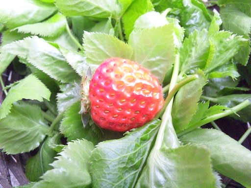 ���N���͎O���̓��I