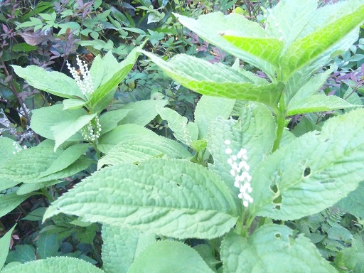 ���N���͎O���̓��I